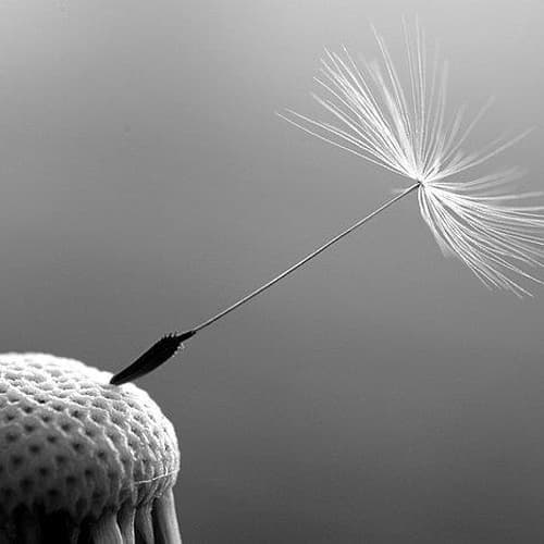 Ghasedak · Parnaz & Morad