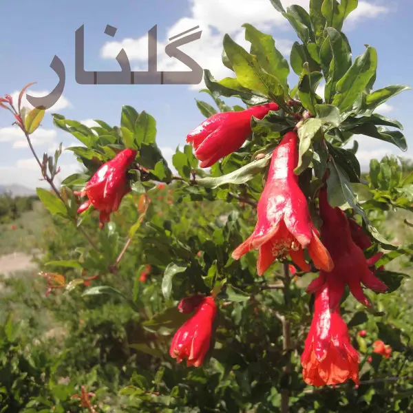 Golnar · Shahram Malekzadeh
